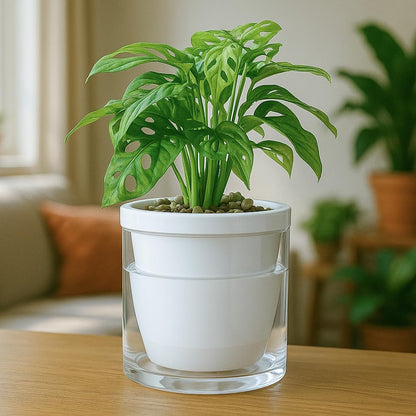 D'vine Dev Self-Watering White Terracotta Planter Pot, 6 in, 37-X-B-2 - color: White, size: 6 Inch