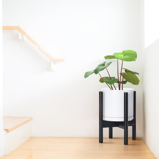 D'vine Dev Ceramic Pot with Ebony Wood Stand, White, 8 in, 55-B-M-1 - color: White Pot + Ebony Stand, size: 8 Inch